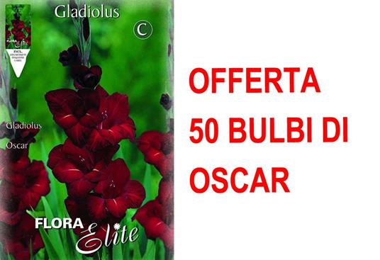 Offerta 50 Bulbi Primaverili Di Gladiolo A Fiori Grandi Oscar Bulbo Bulbes Bulbs