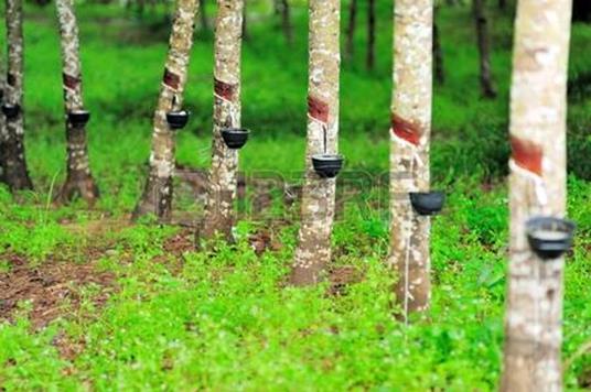 LA GOMMA E LA GUERRA - Giuseppe Bruni - ebook