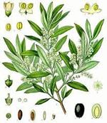 PARLA IL DOTT. AMAL SU PIANTE MEDICINALI