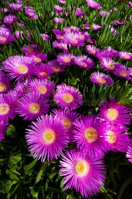 Struggente poetico - Alessandro,Alessandro Mandelli - ebook