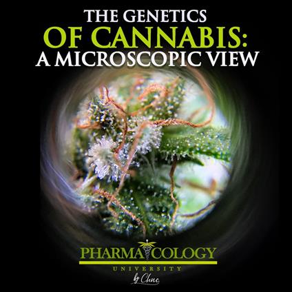 The genetics of cannabis: a microscopic view