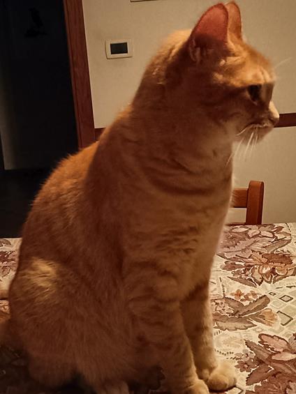 Tertium - Alfredo Deodati - ebook