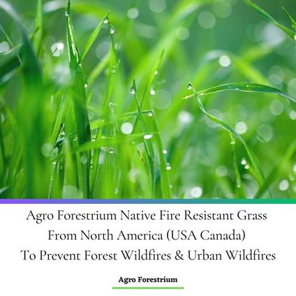 Agro Forestrium Native Fire Resistant Grass From North America (USA Canada) To Prevent Forest Wildfires & Urban Wildfires
