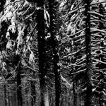 Abstrakter Wald