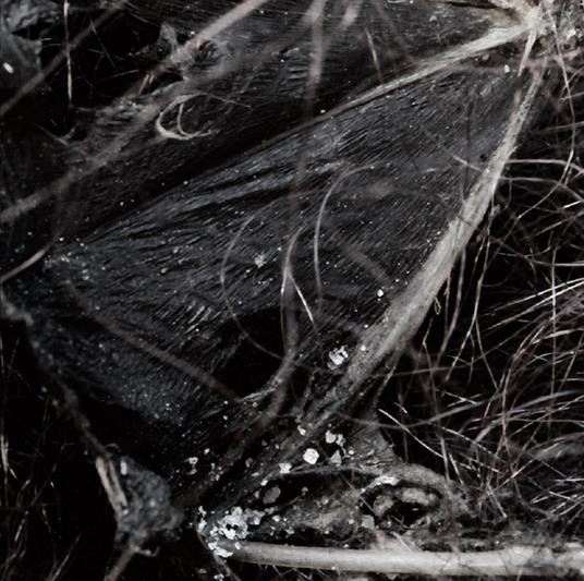 Dissociative Themes - CD Audio di Demonologists