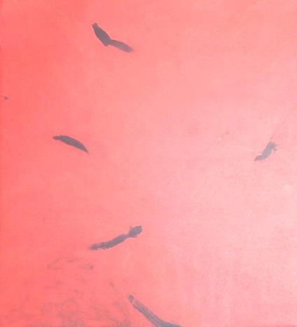 HA - HA - HA - HB - copertina