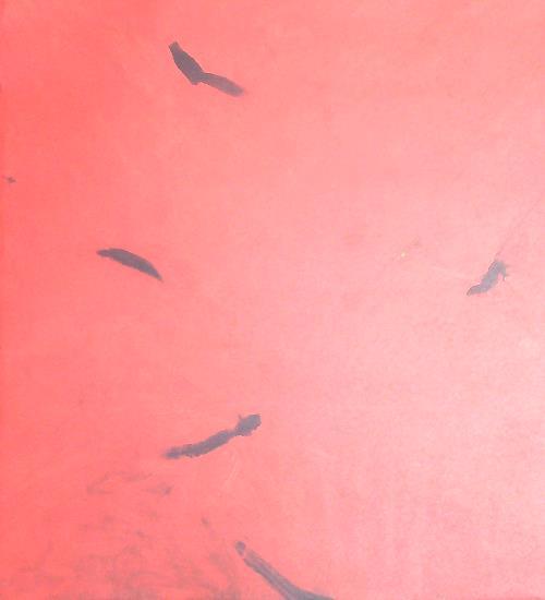 HA - HA - HA - HB - copertina