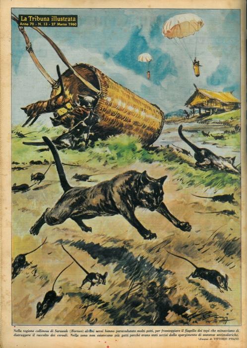 Nella regione collinosa di Sarawak (Borneo) alcuni aerei hanno paracadutato molti gatti, per fronteggiare il flagello dei topi che minacciano di distruggere il raccolto dei cereali - Vittore Pisani - copertina