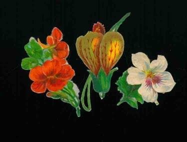 Fiori singoli - copertina