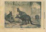 Il kanguro - La vicuna