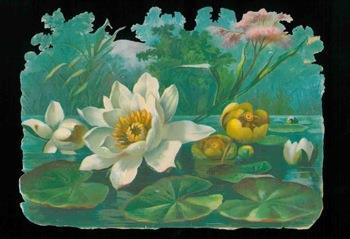 Fiori acquatici - copertina