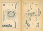 Incisioni scientifiche botaniche