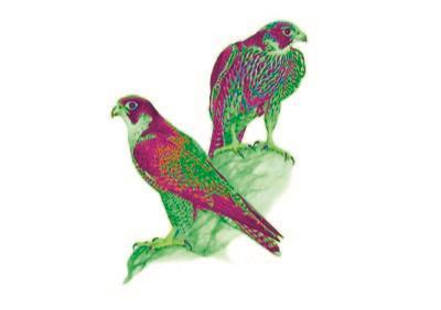 Falco pellegrino (Falco peregrinus) - copertina