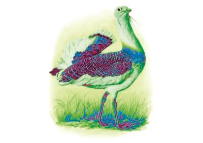 Otarda (Otis tarda) - copertina