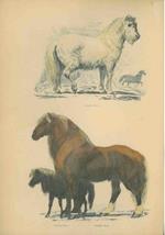 Animali domestici : equini