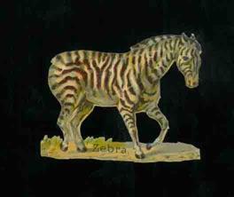 Zebre - copertina
