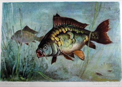 Carpa specchio - copertina