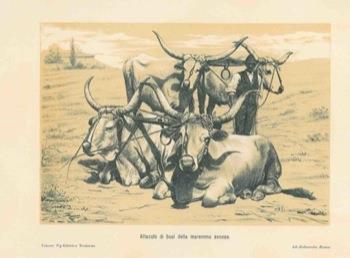 Buoi e vacche - copertina