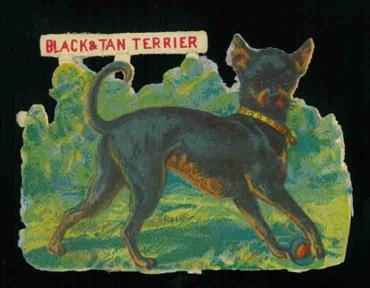 Cromolito Black & Tan terrier - copertina