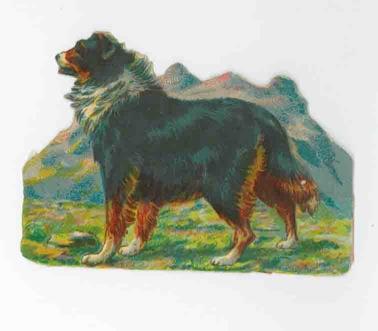 Cromolito Cani : Collie - copertina