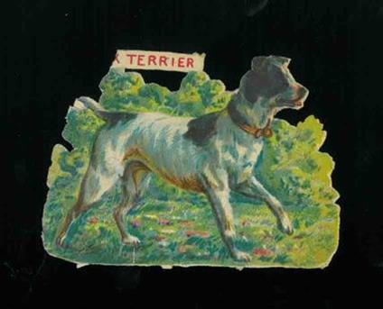 Cromolito Cani : Fox terrier - copertina