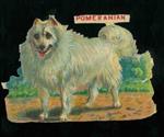Cromolito Cani : Pomeranian