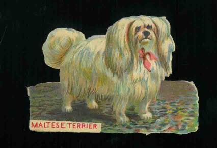 Cromolito Maltese terrier - copertina