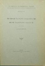 Nuove ricerche sulla Pyroteuthis margaritifera Hoyle ovvero sulla Carybditeuthis maculata Vir