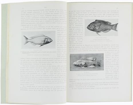 Pesci. Animali Viventi, Volume Secondo, Libro Iv - W.P. Pycraft,G. Bickerdyke - 2