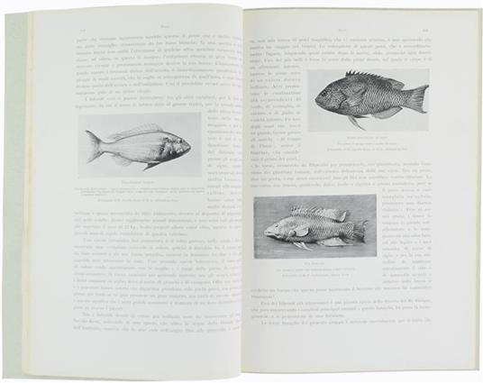 Pesci. Animali Viventi, Volume Secondo, Libro Iv - W.P. Pycraft,G. Bickerdyke - 2