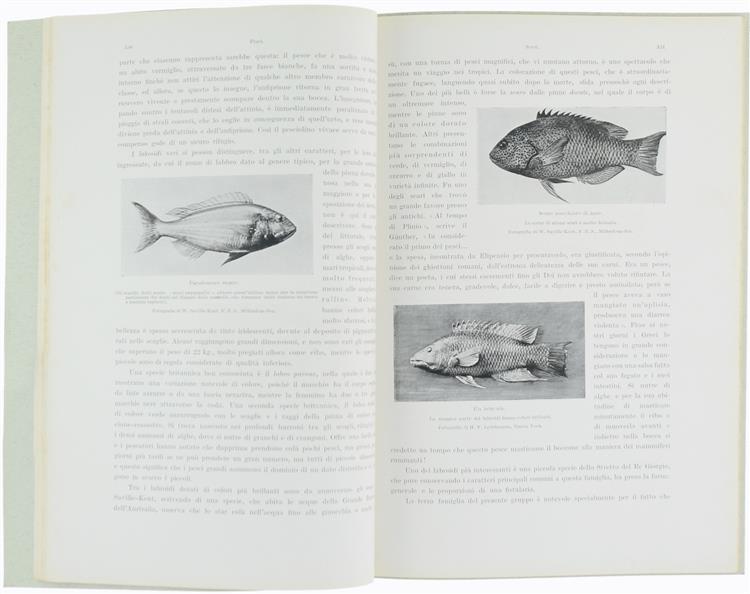 Pesci. Animali Viventi, Volume Secondo, Libro Iv