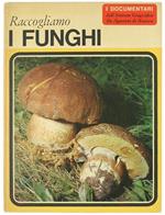 Raccogliamo i Funghi