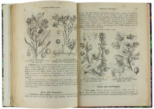 Storia Illustrata del Regno Vegetale. Versione Italiana di Teodoro Caruel - Aloisio Pokorny - 2