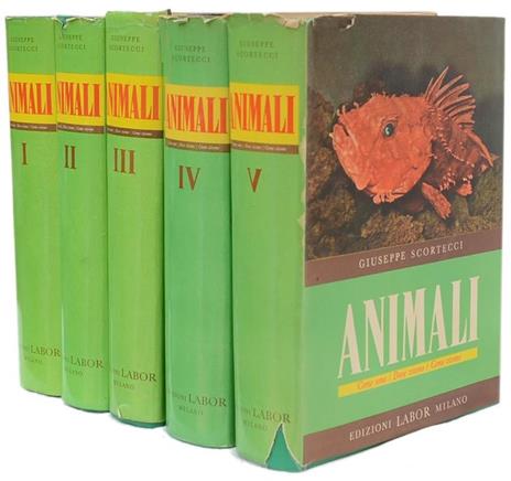 Animali. Come Sono. Dove Vivono. Come Vivono - Giuseppe Scortecci - copertina