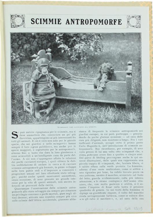 Scimmie Antropomorfe - copertina