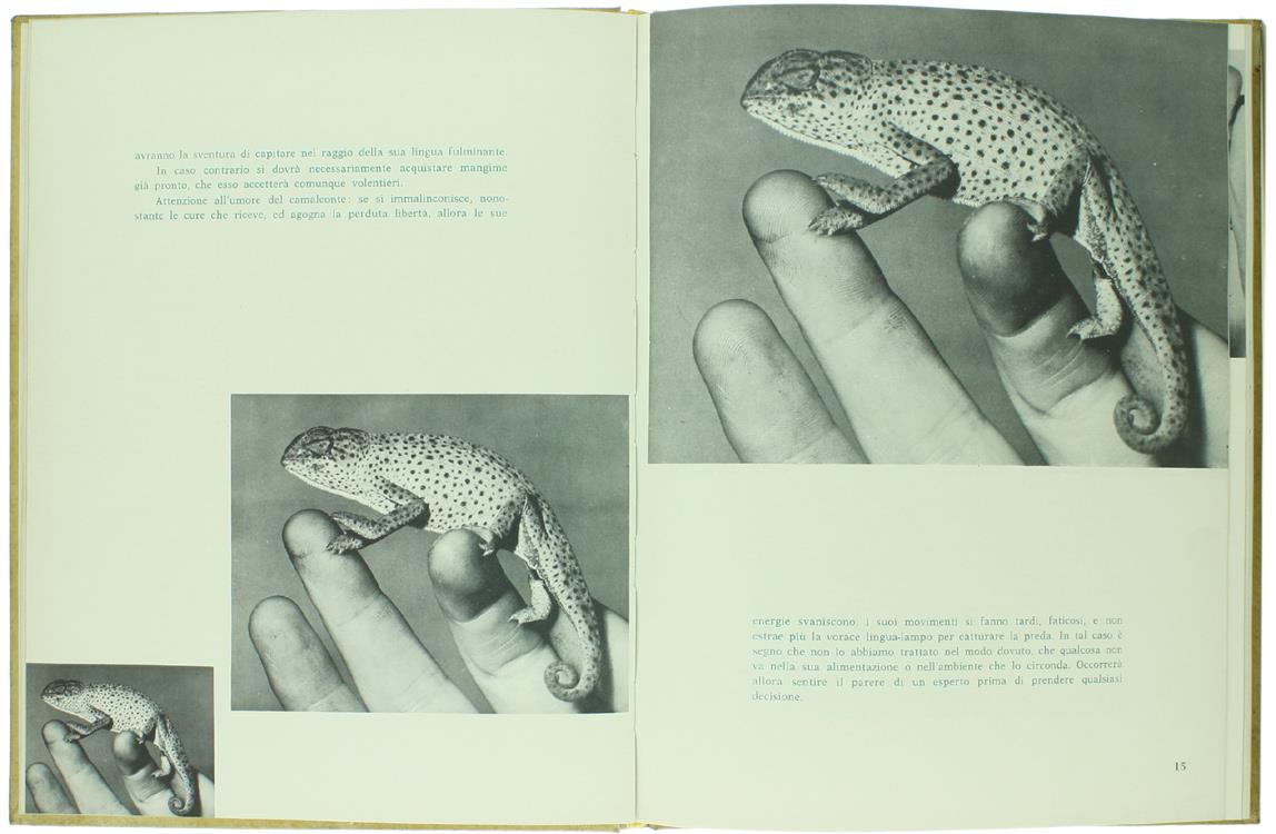 Un Piccolo Zoo Nel Vostro Salotto