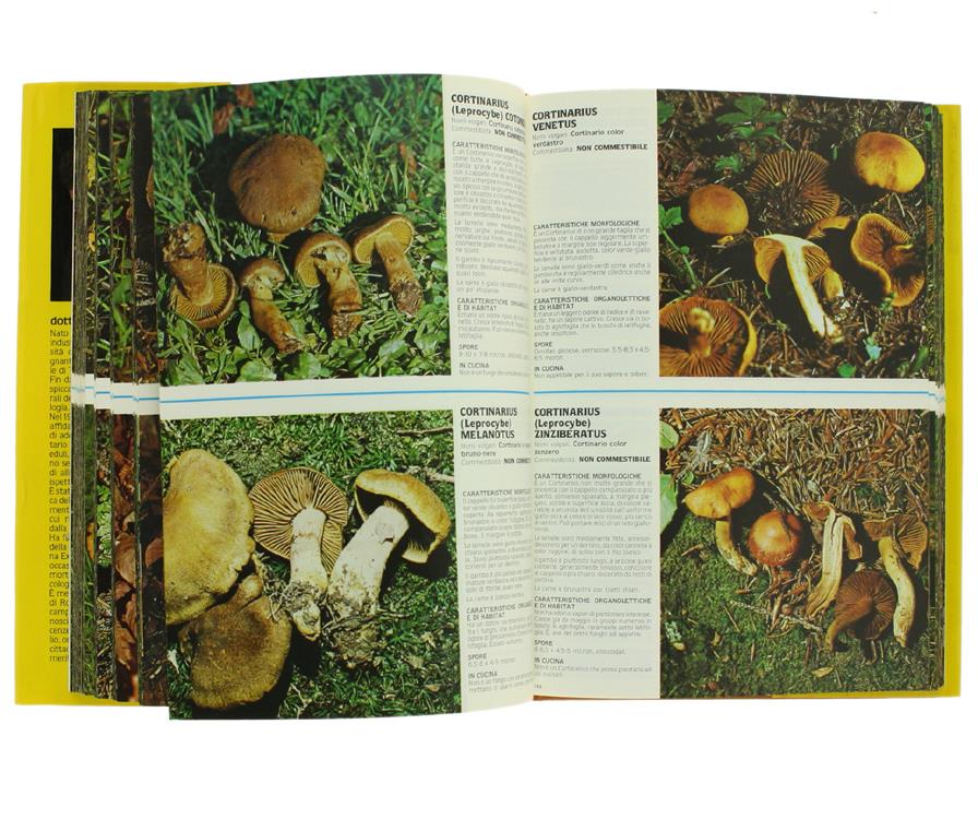 1000 Funghi