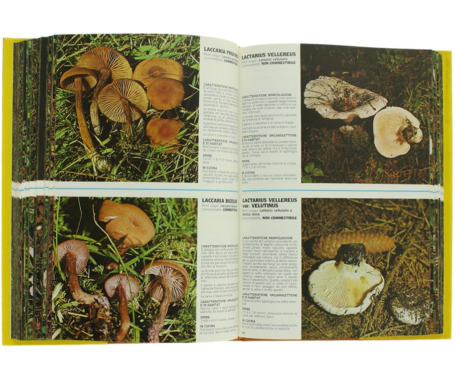 1000 Funghi