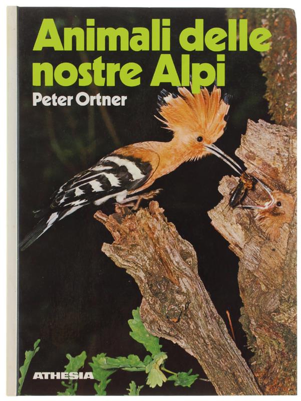 Bergoglio Libri d'Epoca Snc