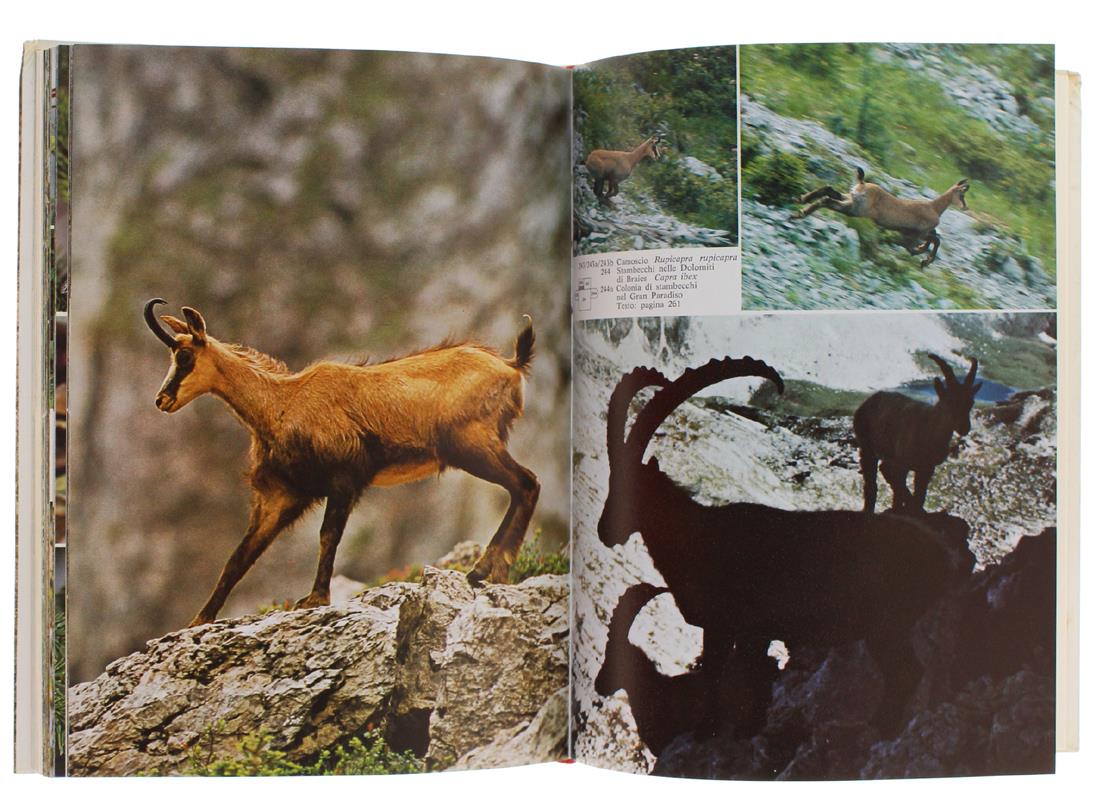 Animali Delle Nostre Alpi Con Particolare Riferimento Al Sudtirolo