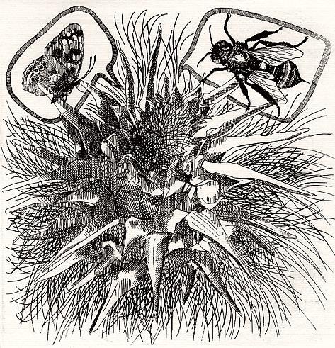 L' Incisione. 1971, N. 7 - copertina