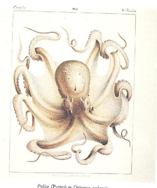 L' Esopo. Dicembre 1982 N.16 - copertina