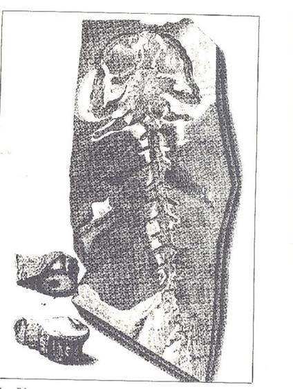 L' Esopo. Settembre 1985 N.27 - copertina