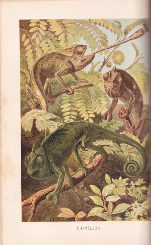 Brehms Tierleben. Allgemeine kunde des Tierreichs - Kriechtiere und Lurche (Rettili e anfibi) - Alfred Brehm - copertina