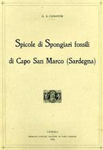 Spicole di Spongiari fossili di Capo San Marco ( Sardegna )