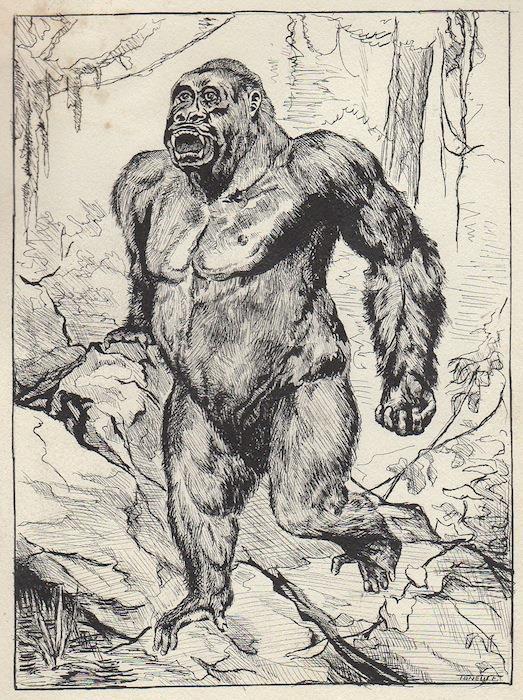 Il gorilla ”beringè” - copertina