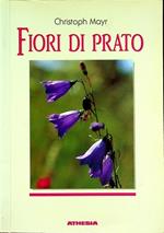 Fiori di prato