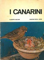 I canarini. Serinus canarius canarius