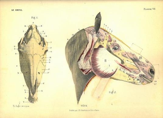 Le cheval. Anatomie. Exterieur. Allures - Edouard Cuyer - copertina