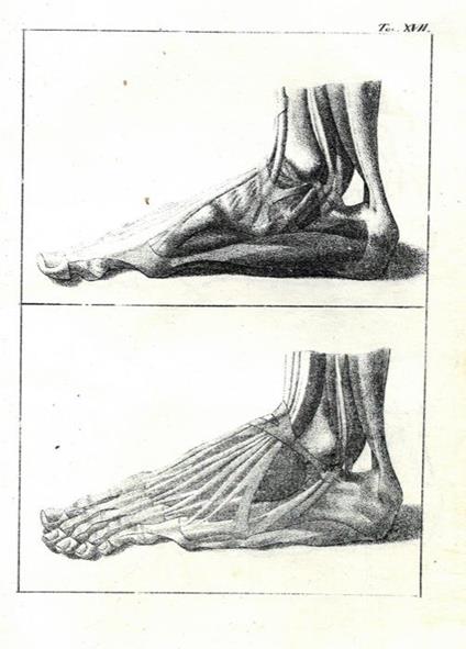 Elementi di Anatomia Esterna - Leopoldo Uguccioni - copertina